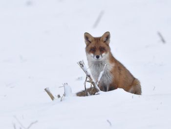 Renard roux sur la neige ©N. Delaporte