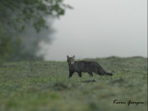 Chat forestier Kevin Georgin 3