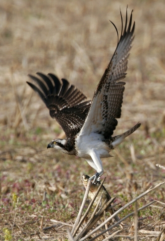 Balbuzard pêcheur ©Jean Champion