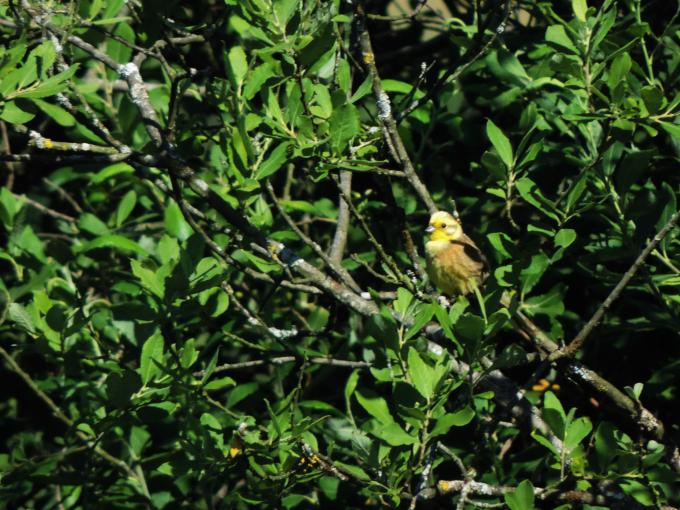 Oiseau dans un arbre : Bruant jaune ©V. Perrette