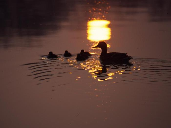 Canard colvert avec ses cannetons sur l'eau, au crépuscule © Pascal Chagot