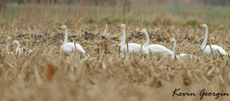 Cygne chanteur ©Kevin Georgin