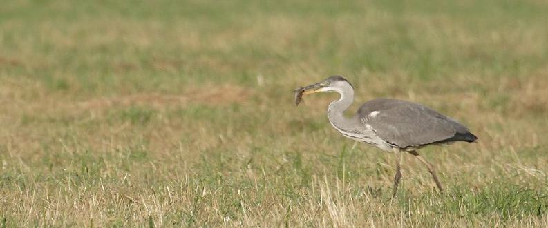 Heron cendré Kévin Georgin