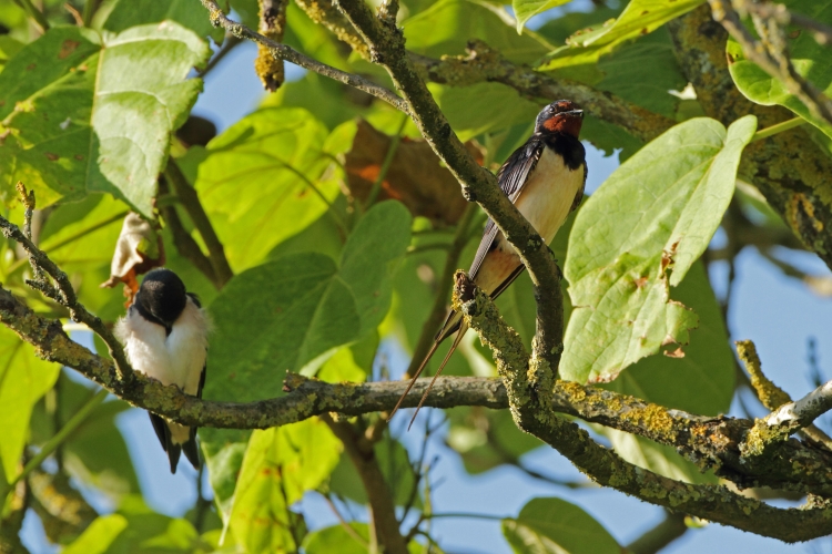 Hirondelle rustique Kevin Georgin 1