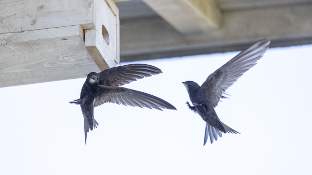 Deux Martinets noirs en vol