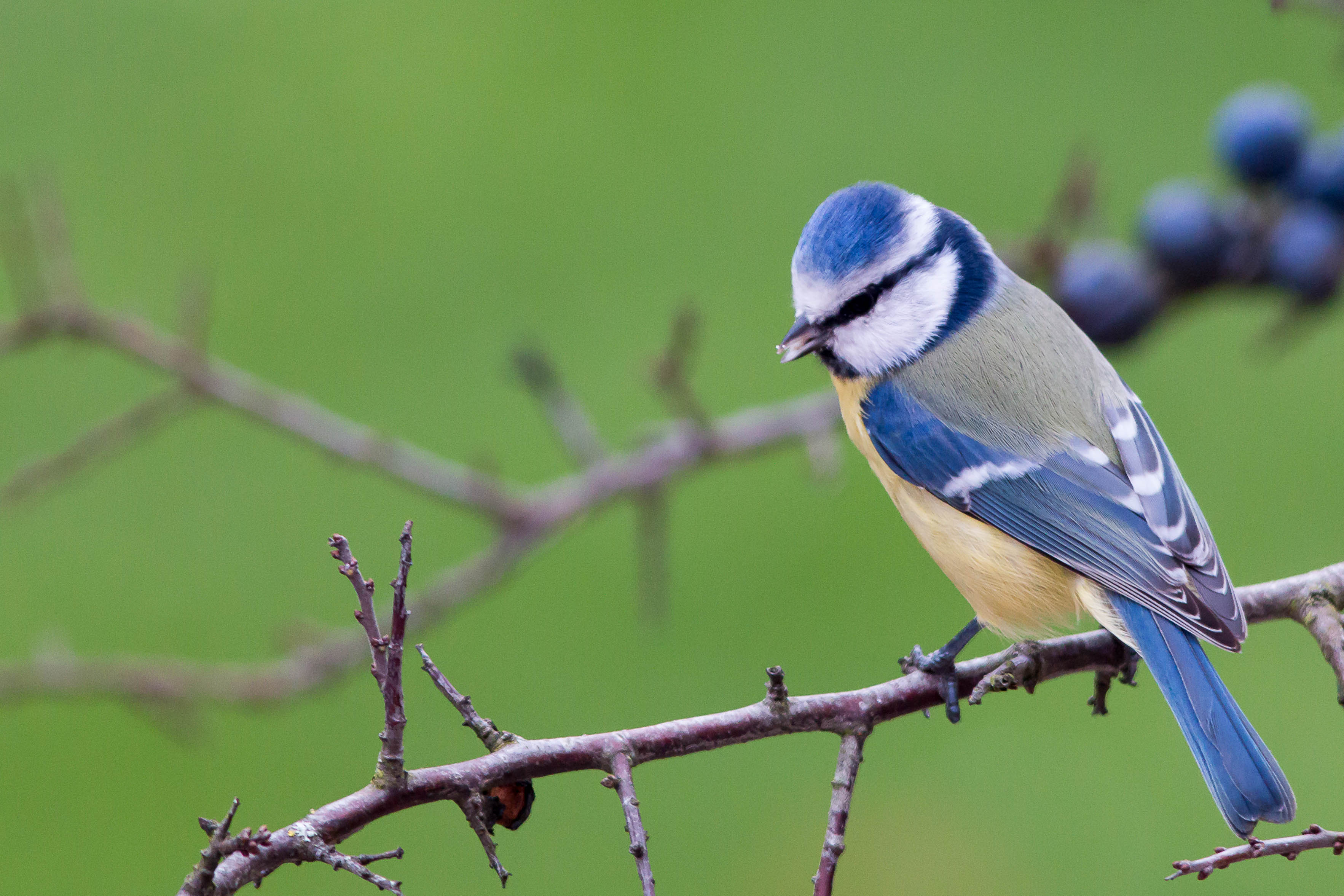 Mésange bleue par Jean Loup Pommier