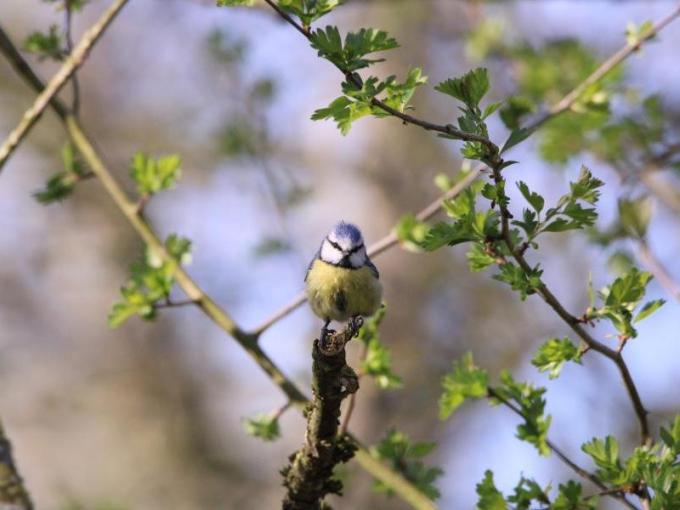 Mésange bleue ©P. Tessari