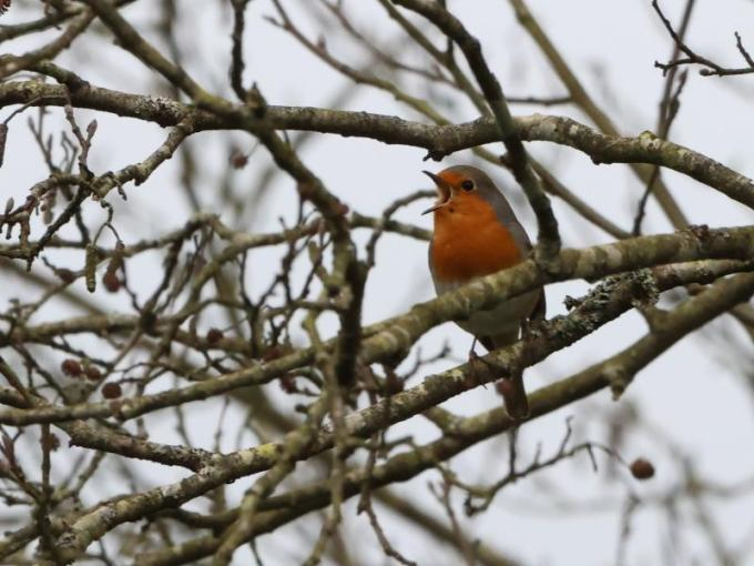 Rougegorge familier ©P. Tessari