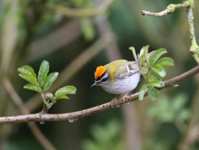 Roitelet triple bandeau ©J. Champion