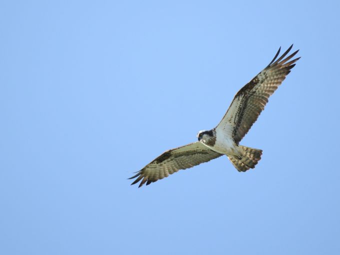 Balbuzard pêcheur ©N. Delaporte