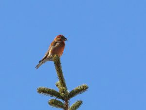 Bec croisé des sapins Daniel GAYET utilisation OK