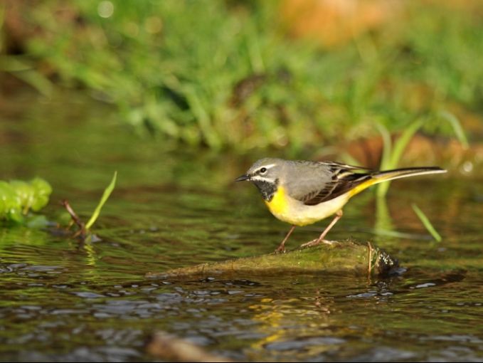 Bergeronnette des ruisseaux ©N. Delaporte