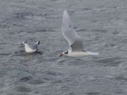 Mouette mélanocéphale Quentin Hallet