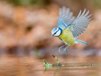 Mésange bleue © J.-L. Pommier