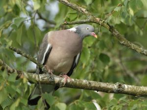 Pigeon ramier Kevin G 2