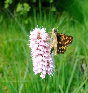 Hespérie échiquier sur Bistorte officinale © Lilian Poncelet