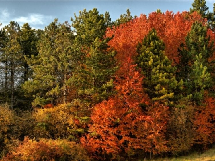 Forêt d'automne ©L. Gizart