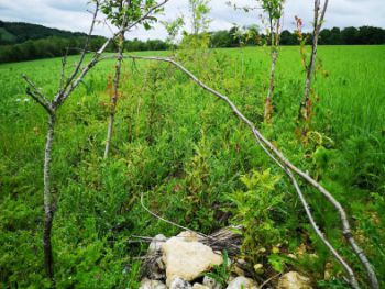 Haie jeune avec hibernaculum ReNArd