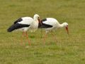 Cigogne blanche Nicolas Delaporte